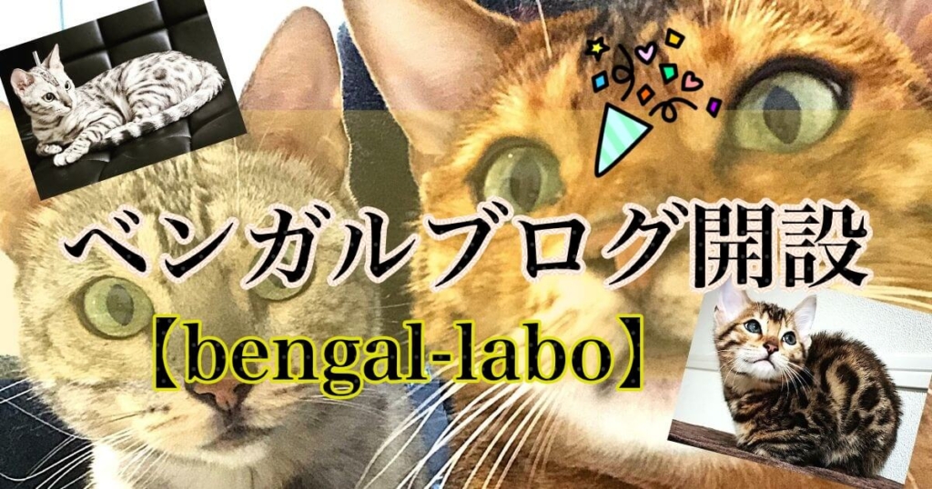 ベンガル猫のブログを開設しました