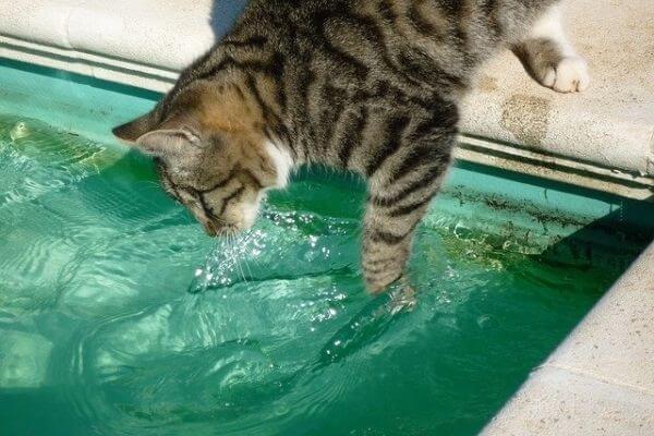 水が好きな猫