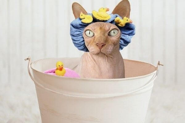 猫をお風呂に入れるメリット