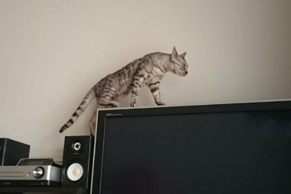 テレビの上に乗るベンガル猫