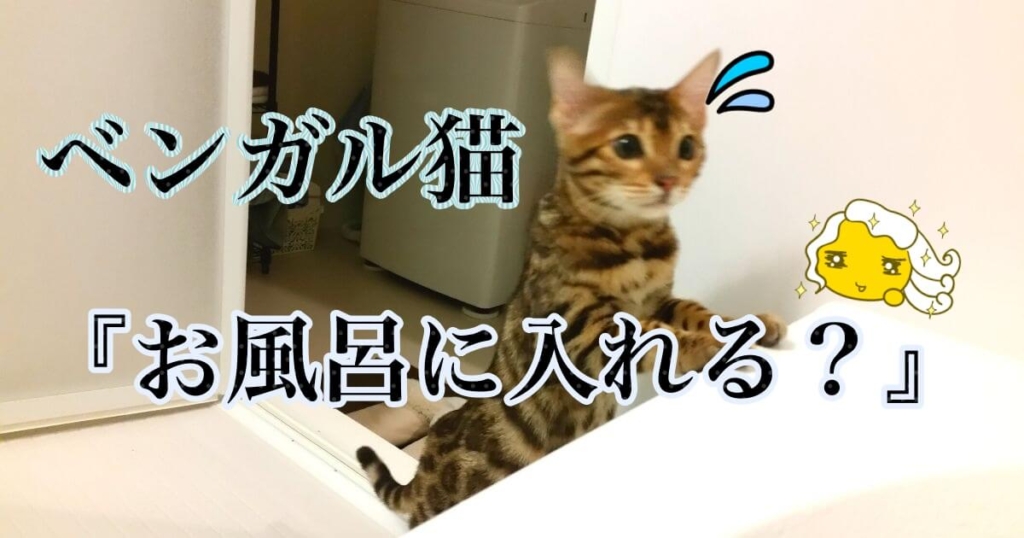 ベンガル猫はお風呂に入れる