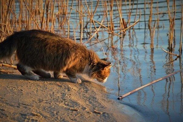 水を怖がる猫