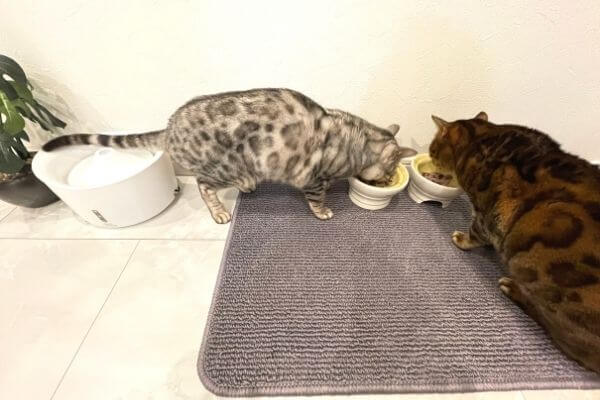 生肉フードを食べているベンガル猫