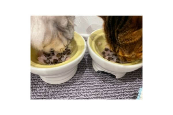 猫皿で餌を食べるベンガル猫