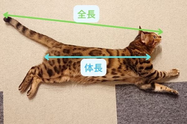 ベンガル猫の体長と全長