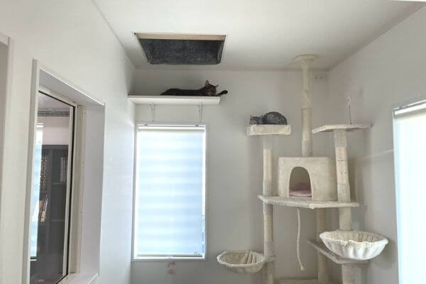 猫階段を毎日使うベンガル猫