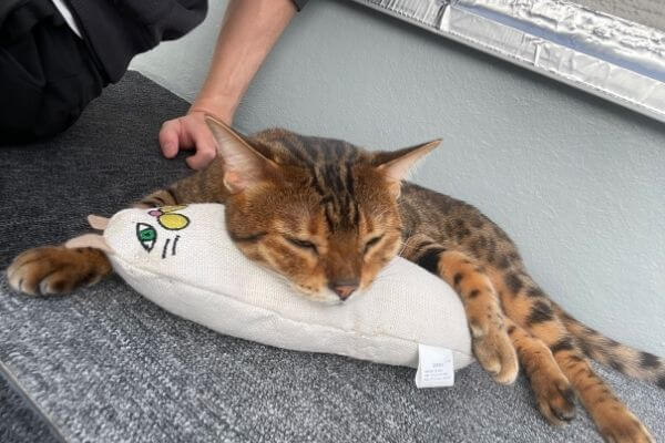 おもちゃを枕に寝るベンガル猫