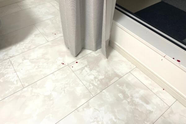 床に飛び散った猫の血痕