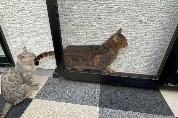 網戸の隙間に入るベンガル猫
