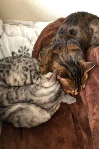 一緒に眠る仲良しベンガル猫姉妹