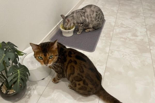 餌を食べるシルバーベンガル猫