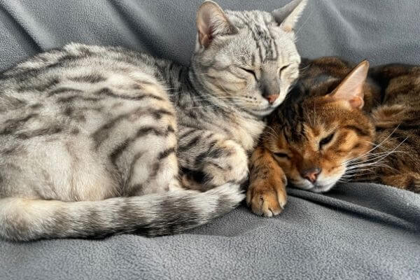 安らかに眠るベンガル猫