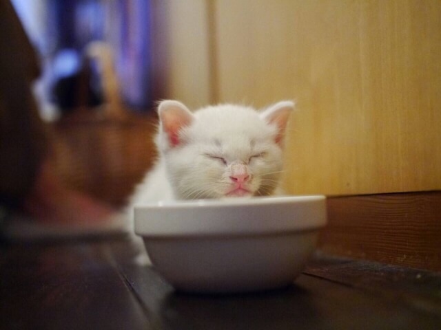 適度な重さのある陶器の猫皿に入る猫