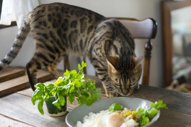 人間のご飯を食べようとするベンガル猫
