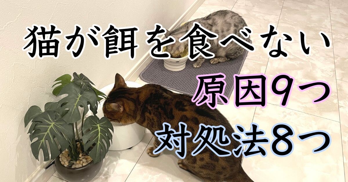 ベンガル猫が餌を食べない原因と対処法