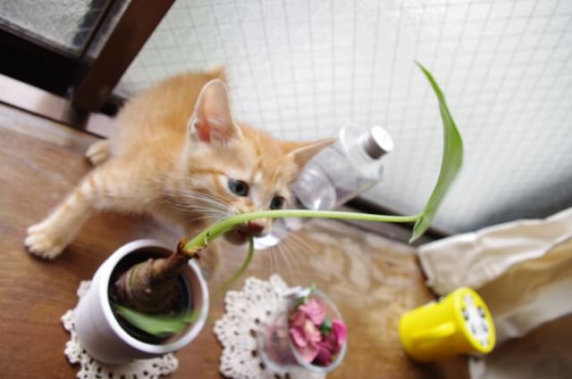 子猫と観葉植物