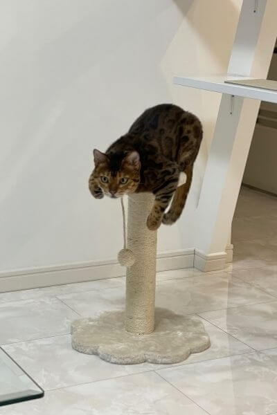 キャットタワーを牛耳るベンガル猫