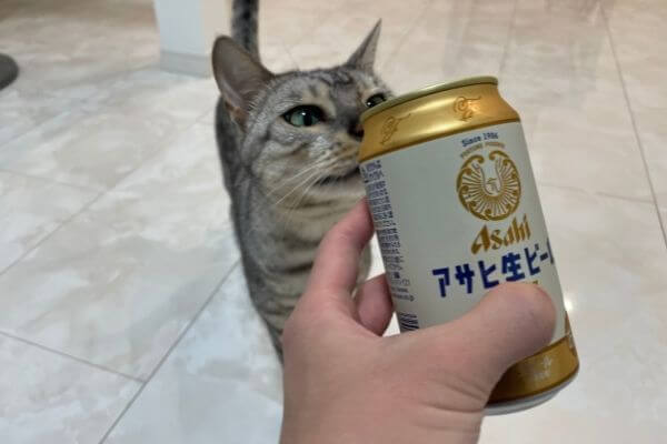 缶ビールを嗅ぐシルバーベンガル猫
