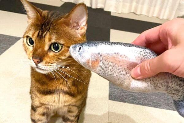 魚に興味のないベンガル猫