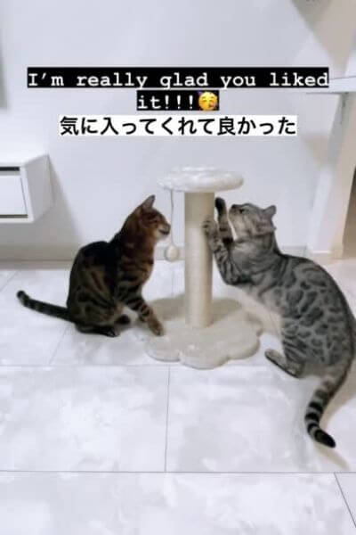 ベンガル猫が気に入ったミニキャットタワー
