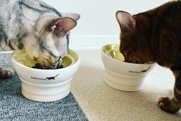 猫皿を使用するベンガル猫