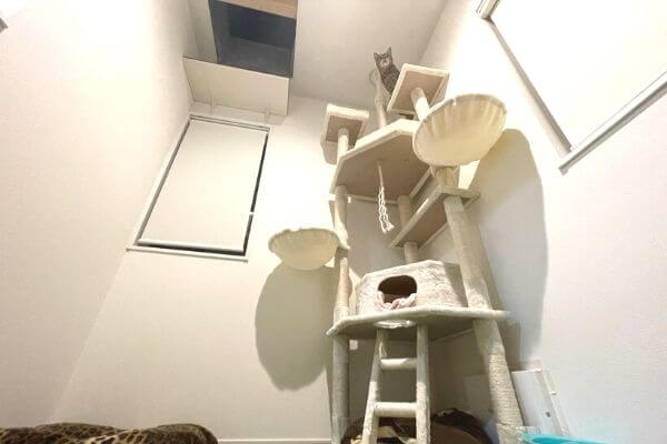 完成した1階と2階を繋ぐ猫の階段