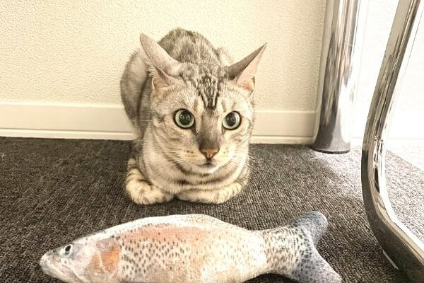 魚に興味ないシルバーベンガル猫