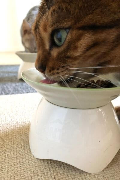 100均の猫の皿の置き場