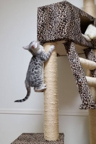キャットタワーに登るベンガル子猫