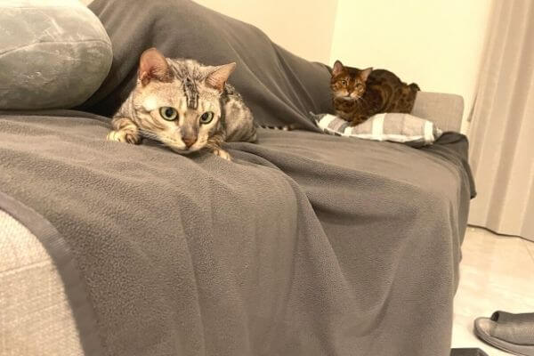 ソファーとベンガル猫