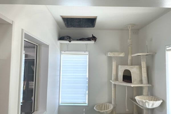 猫専用階段を使うベンガル猫