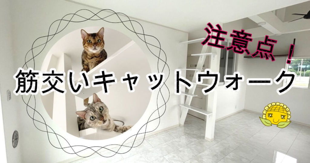 sujikai-cat-walk