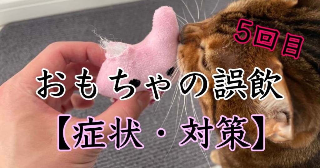 猫用おもちゃの誤飲・誤食の症状や対策【実体験】