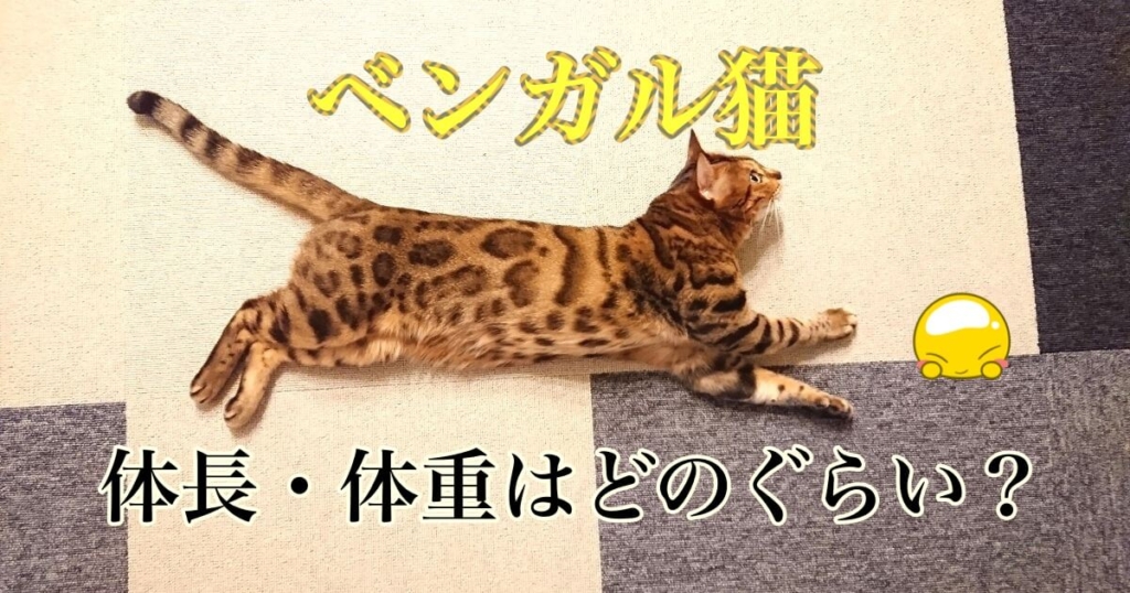 ベンガル猫の体長・体重はどのぐらい