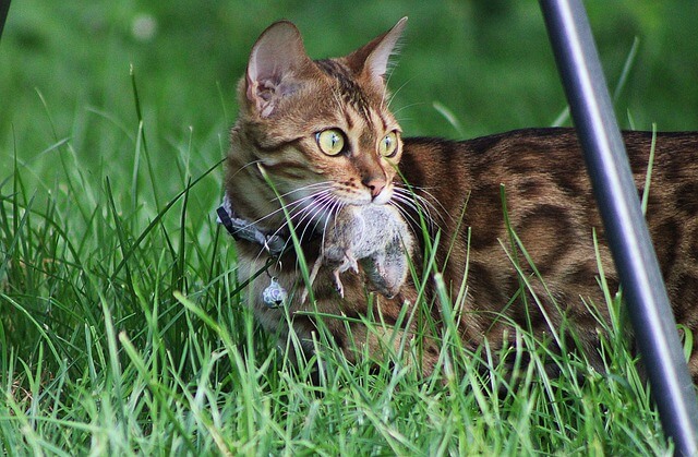 ねずみを捕獲したベンガル猫