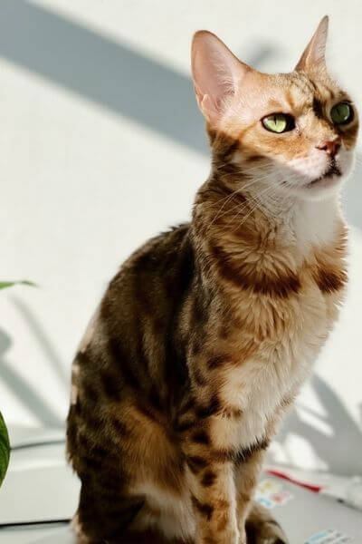 ベンガル猫のマーブルの画像