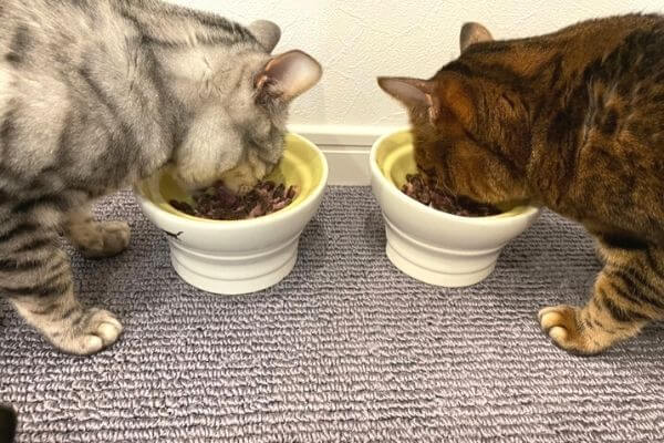 リアルキャットの生肉フードを実際に食べているベンガル猫