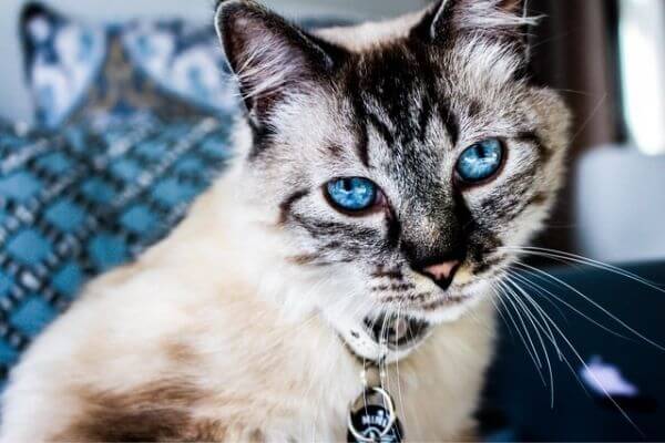 ベンガル猫の目の色について