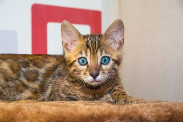 ベンガル猫の子猫の目はブルー
