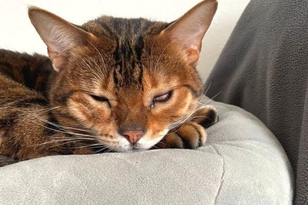 片目が閉じないベンガル猫