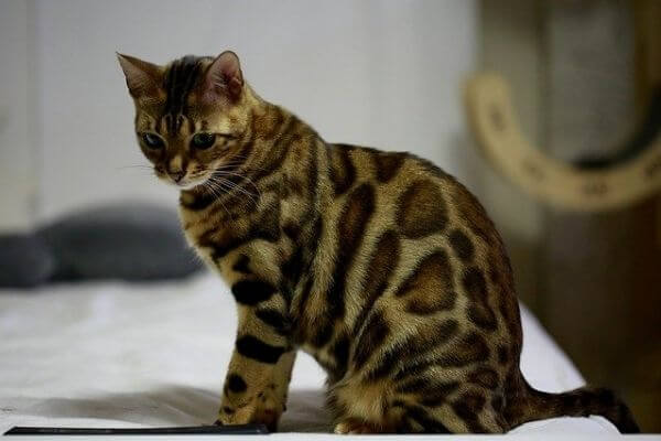 ベンガル猫のロゼットドーナツ型