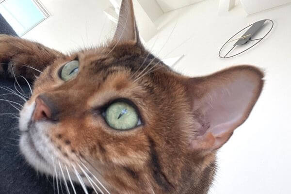 ブラウンベンガル猫の目の色はグリーン