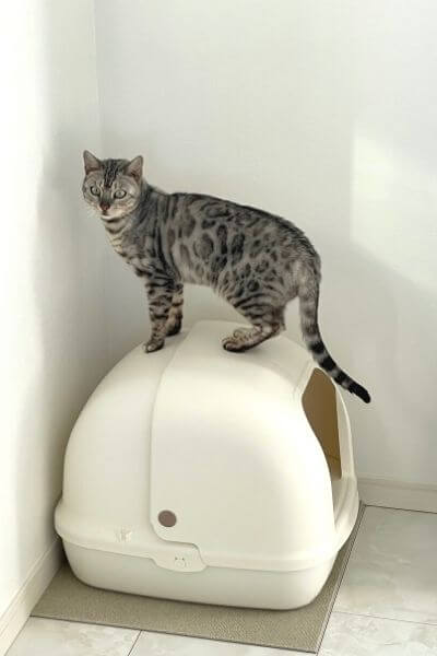 猫トイレの上に登るシルバーベンガル猫