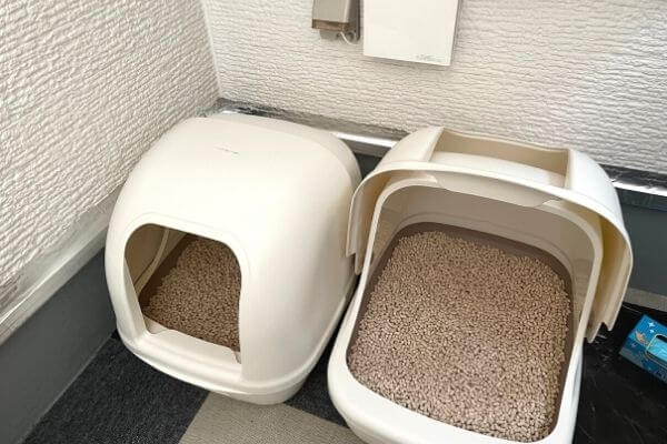 ベンガル猫のトイレ事情の実例