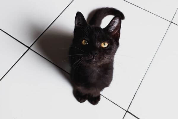 ブラックベンガルっぽい猫