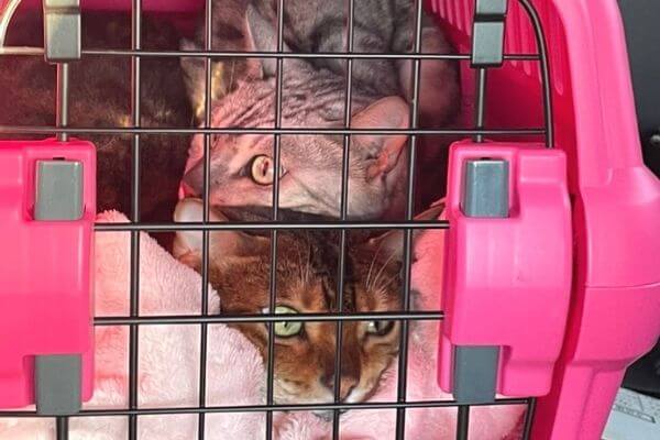 動物病院へ向かうベンガル猫姉妹