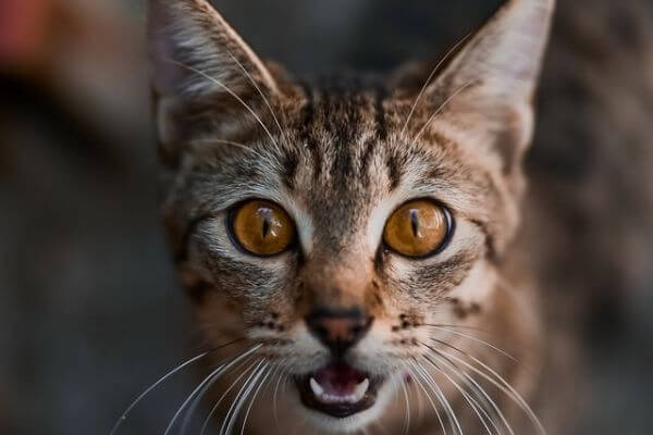 ベンガル猫の目の色はオレンジ色