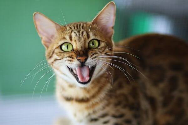 ベンガル猫の目の色はゴールドが海外では人気