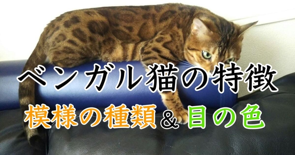 ベンガル猫の特徴、模様の種類と目の色について