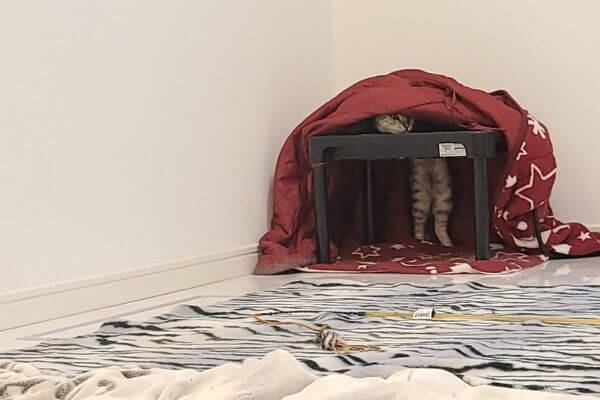 引っ越しの恐怖で猫コタツに隠れるシルバーベンガル猫